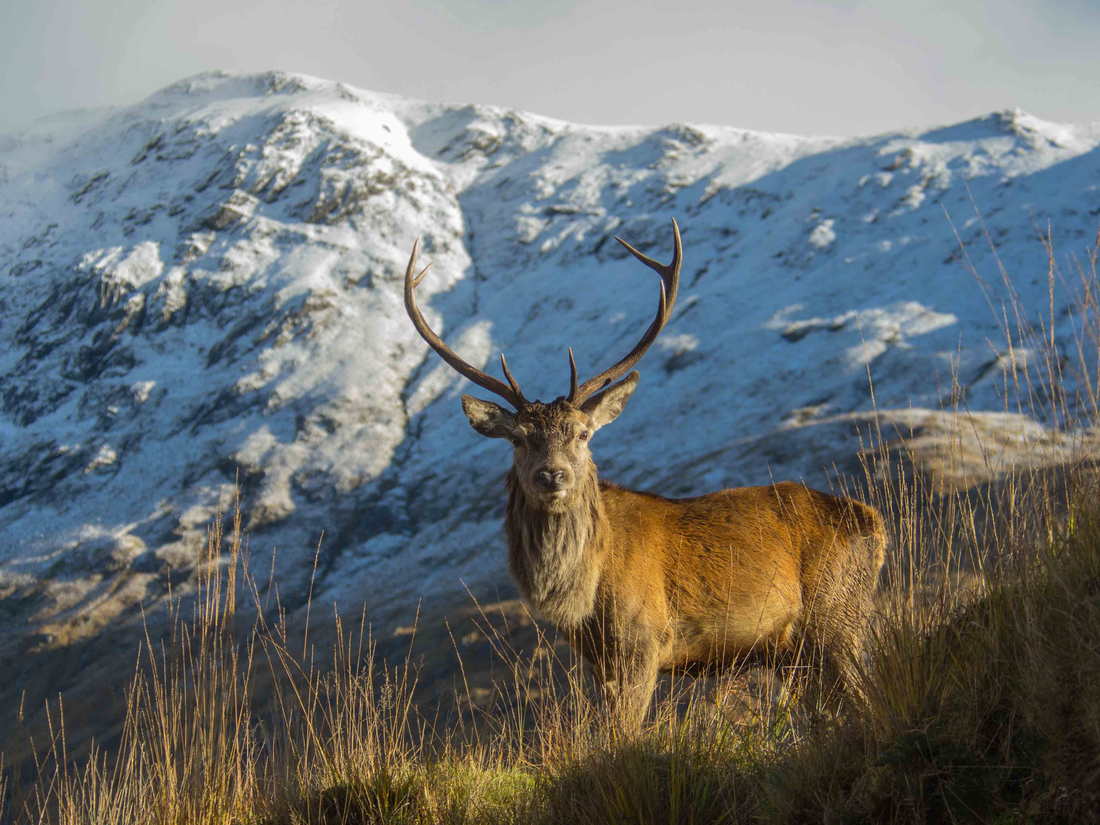 Cairngorms National Park Шотландия животный мир