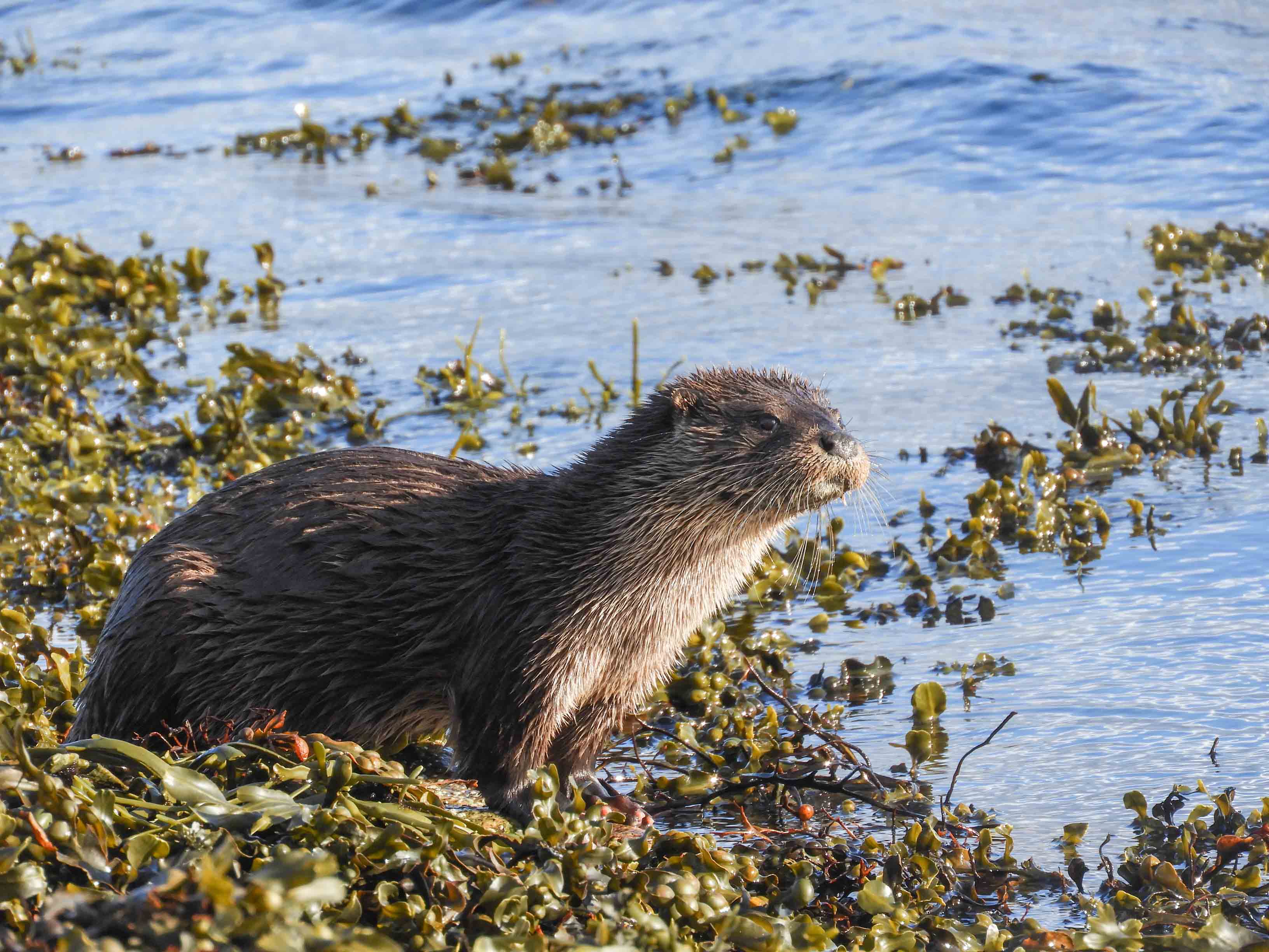 wildlife tours ardnamurchan