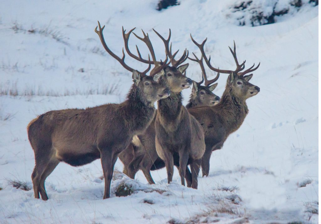 red-deer-wildlife-safaris-and-scenic-tours-in-the-scottish-highlands